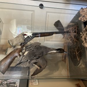 Stoeger Coach Gun & Taxidermy Display