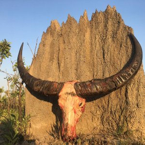 Water Buffalo Trophy