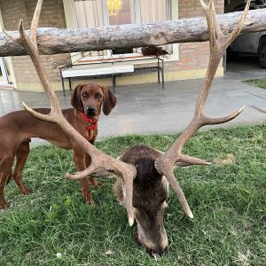 Red Stag Hunting Argentina