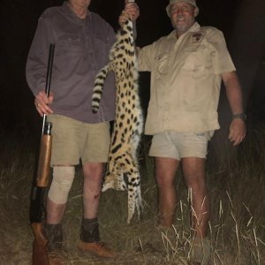 Serval Hunt in Limpopo