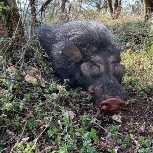 Giant Forest Hog Hunt Ethiopia