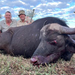 Buffalo cow hunt North West Province