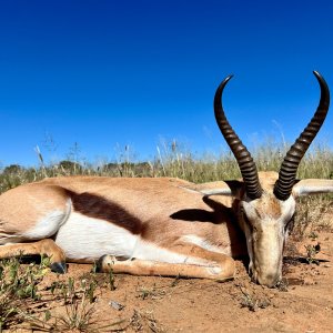 Springbok Hunt Namibia