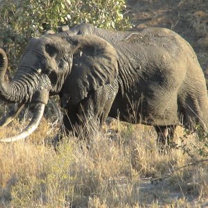 Old Elephant Kruger National Park South Africa