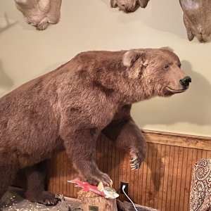 Bear Full Mount Taxidermy