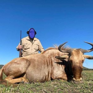 Golden Wildebeest Hunt