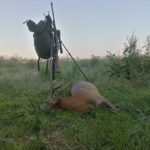 Roe Deer Hunt Croatia