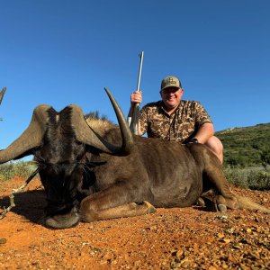 Black Wildebeest Hunt Eastern Cape South Africa