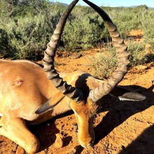 Unusual Impala Hunt Eastern Cape South Africa