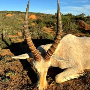 White Blesbok Hunt Eastern Cape South Africa