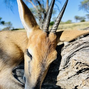 Steenbok Hunt Namibia