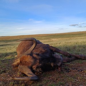 Black Wildebeest Cull Hunt Eastern Cape South Africa