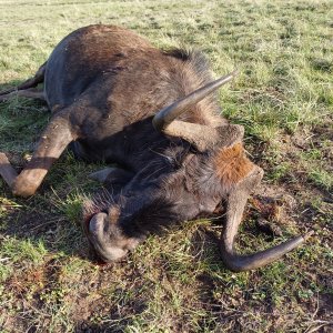 Black Wildebeest Cull Hunt Eastern Cape South Africa