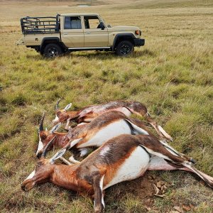Blesbok Cull Hunt Eastern Cape South Africa