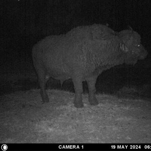 Buffalo Trail Camera South Africa