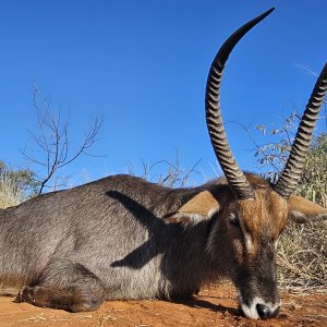 26 Inch Waterbuck Hunt South Africa
