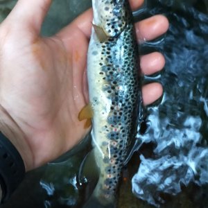 Trout Fishing Italy