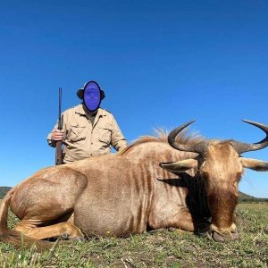 Golden Wildebeest Hunting