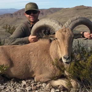 30 Inch Mouflon Ram Hunt