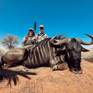 Blue Wildebeest Hunt Kalahari South Africa