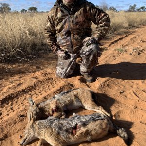 Jackal Hunt Kalahari South Africa