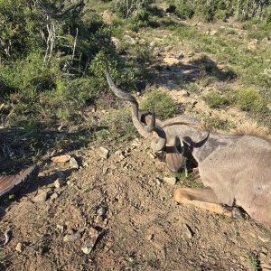 Kudu Hunt Eastern Cape South Africa