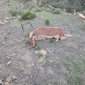 Impala Hunt  Eastern Cape South Africa