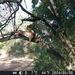 Leopard Trail Camera Zimbabwe