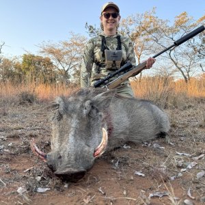 Warthog Hunting South Africa