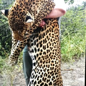 Hunting Leopard