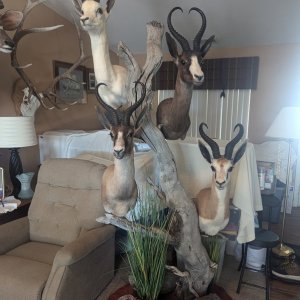 Springbuck Slam Pedestal Mount Taxidermy
