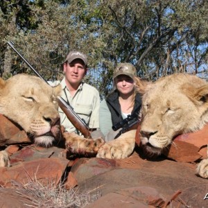 Lioness Hunt PH Hein Uys