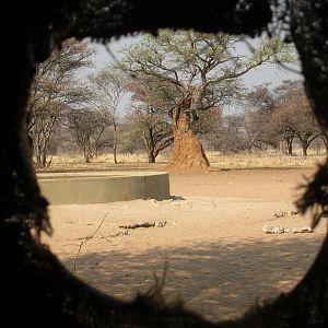 Bow Hunting Blind Namibia