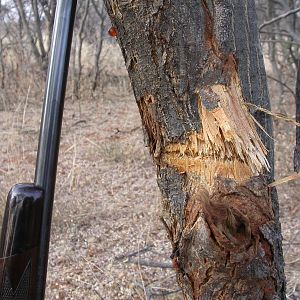 Bullet in Tree