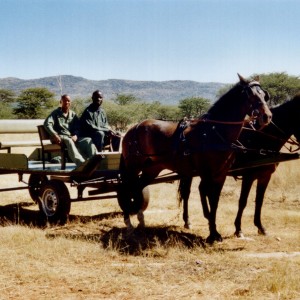 Horse Carriage Namibia