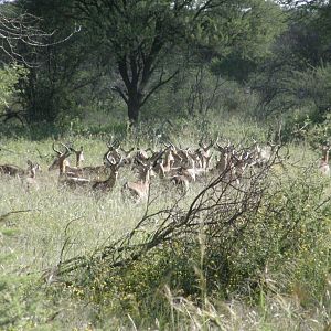 Impala Namibia