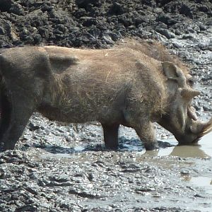 Hunting Warthog Namibia