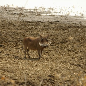 Warthog Namibia