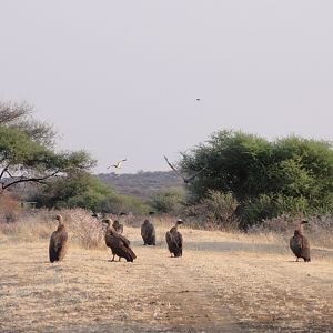 Vultures Namibia