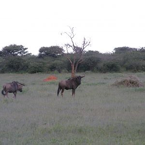 Wildebeest Namibia