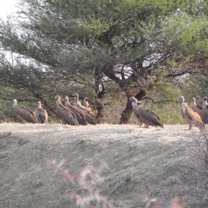 Vultures Namibia