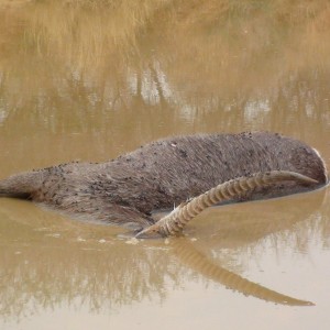 Dead Waterbuck in Water