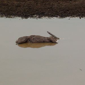 Dead Waterbuck in Water