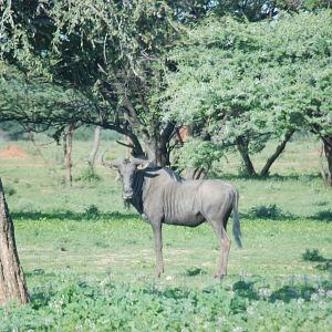 Wildebeest Namibia