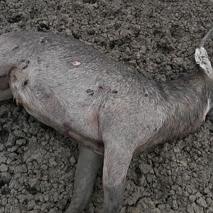 Dead Waterbuck out of Water