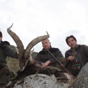 Hunting Gredos Gold Ibex in Spain