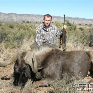 Black Wildebeest