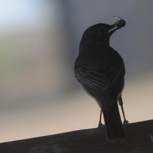 Bird Kimberly, South Africa