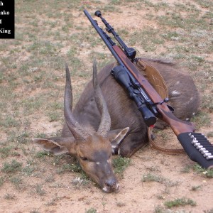 Hunting Bushbuck