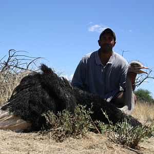 Hunting Ostrich in Namibia